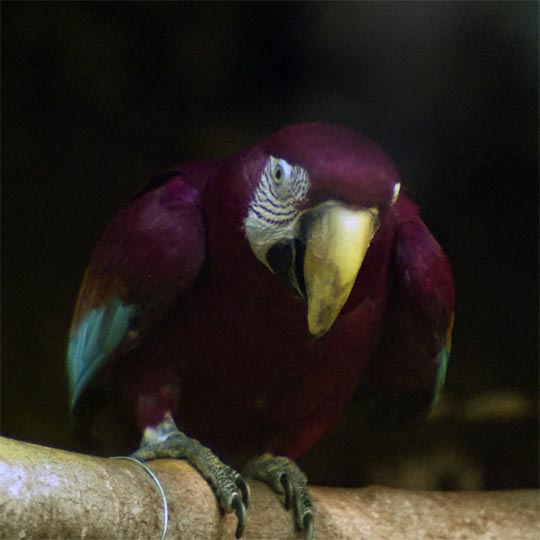 Ultraviolet Bird Photography