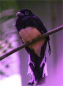 Trogon with UV false color overlay